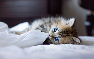 brown tabby kitten lying on white bed close-up photo